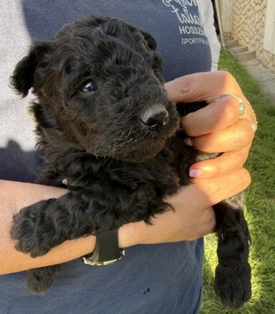 pumi