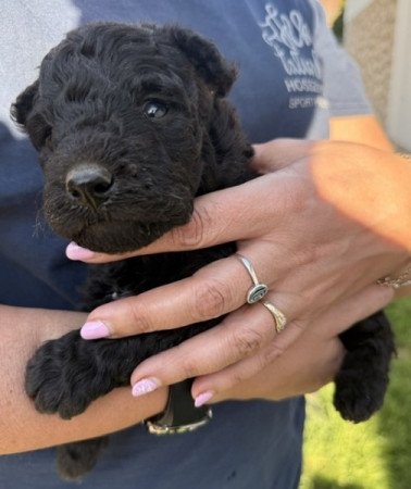 pumi