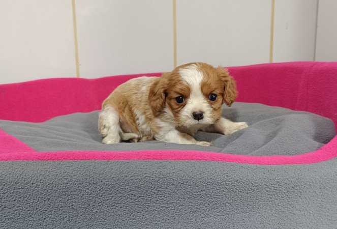 Cavalier king Charles spániel