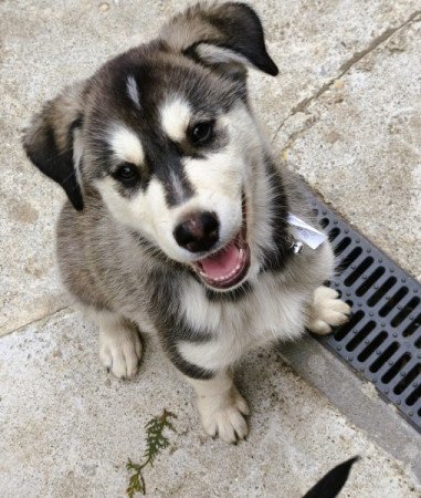 Husky