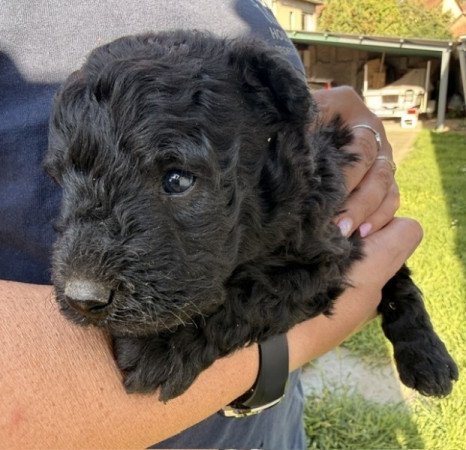 pumi