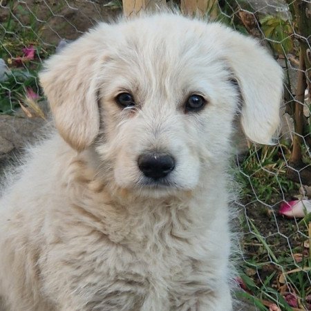 Golden retriever