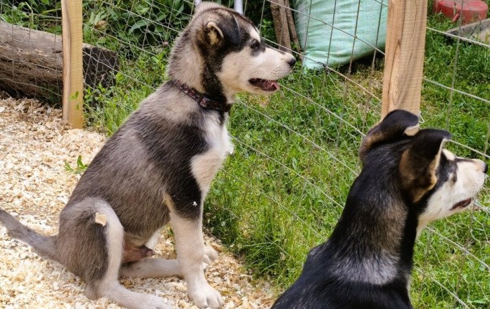 Husky