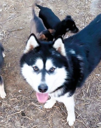 Husky