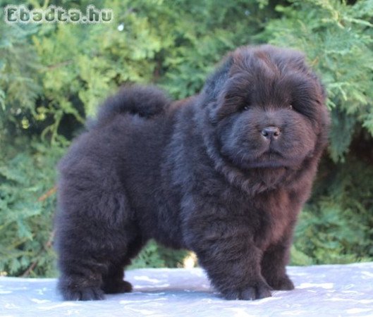 Törzskönyves, minőségi chow chow (csau csau)
