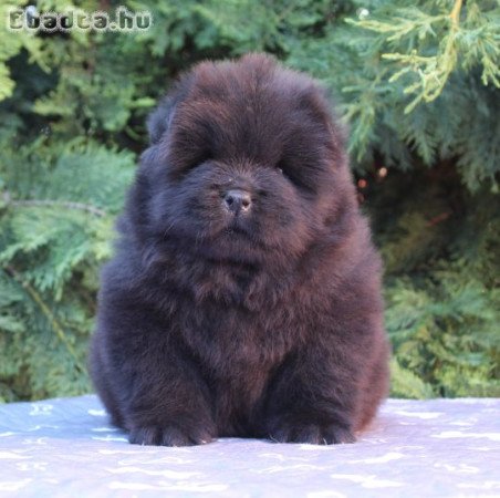 Törzskönyves, minőségi chow chow (csau csau)
