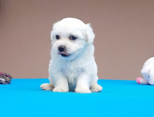 Bichon Havanese