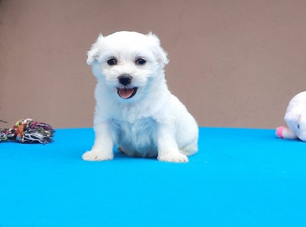 Bichon Havanese