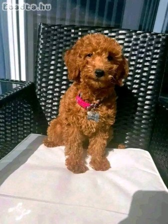 Poodle puppies for adoption or adoption