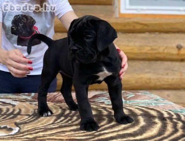 Registered pure breed cane corso puppies