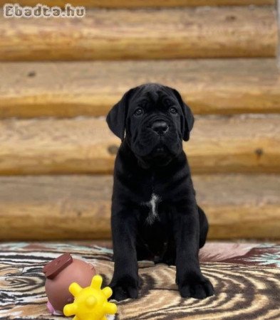 Registered pure breed cane corso puppies