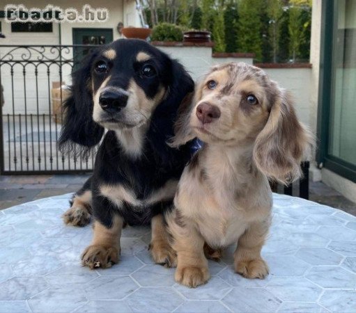Dachshund puppies for sale to good homes