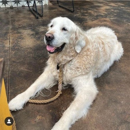 Golden retriever