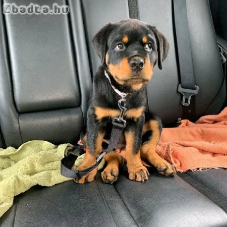 ROTTWEILER  PUPPIES AVAILABLE