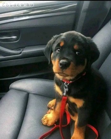 ROTTWEILER  PUPPIES AVAILABLE
