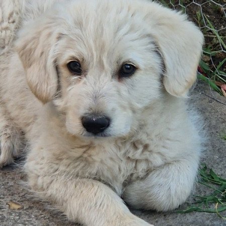 Golden retriever