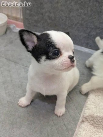 Chihuahua puppies for sale