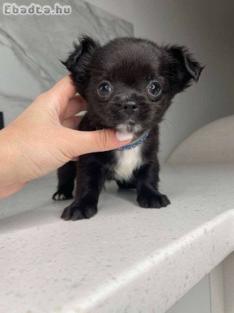 Chihuahua puppies for sale