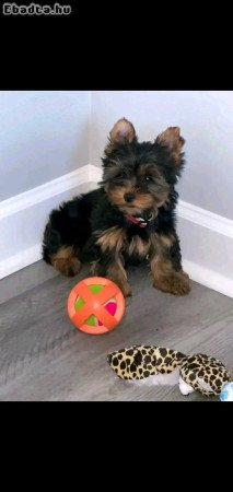 Yorkshire puppies for sale