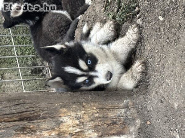 Kicsi husky-k szerető otthont keresnek