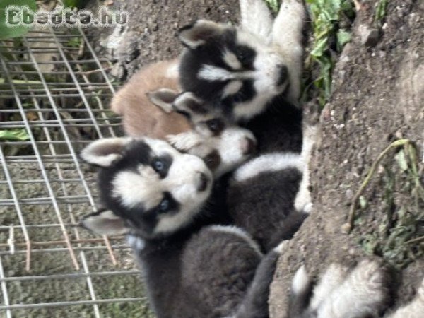 Kicsi husky-k szerető otthont keresnek