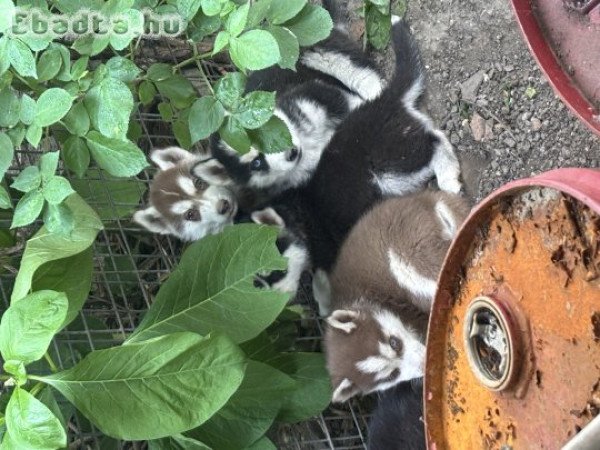 Kicsi husky-k szerető otthont keresnek