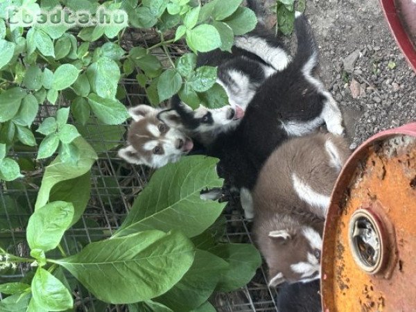 Kicsi husky-k szerető otthont keresnek
