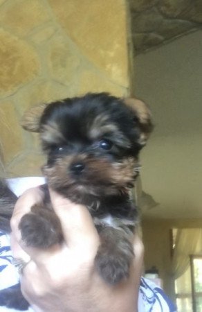 Yorkshire terrier