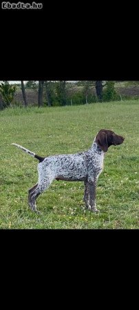 Rövid szőrű vizsla