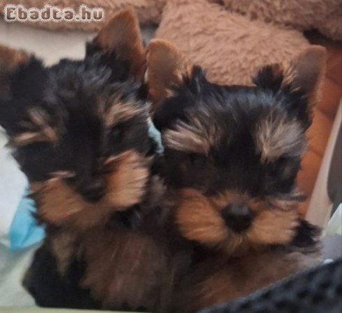 Yorkshire terrier