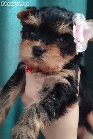 Yorkshire terrier