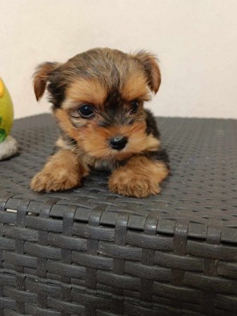 Yorkshire terrier