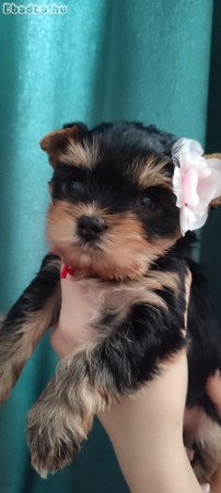 Yorkshire terrier
