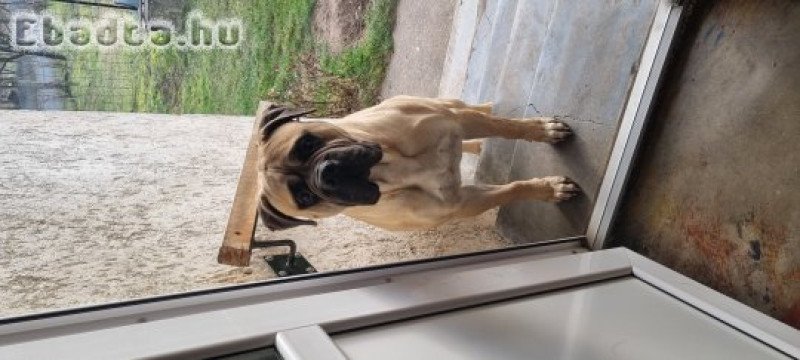 Bullmasztiff  kan