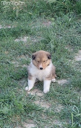 Skót juhász trikolor collie kan jó gazdát keres