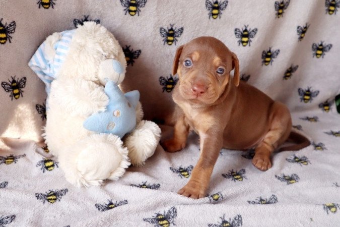 Catahoula Leopárdkutya