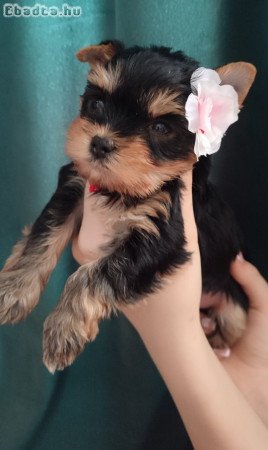 Yorkshire terrier