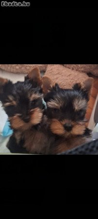 Yorkshire terrier
