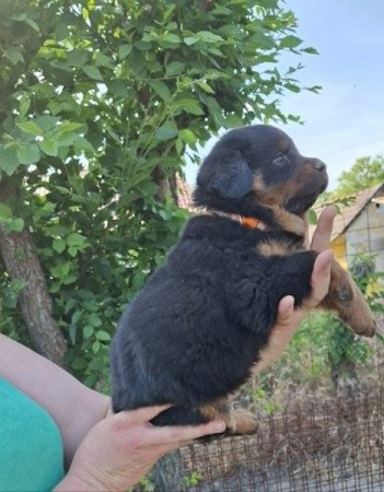 Rottweiler