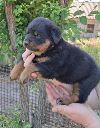 Rottweiler