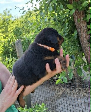 Rottweiler