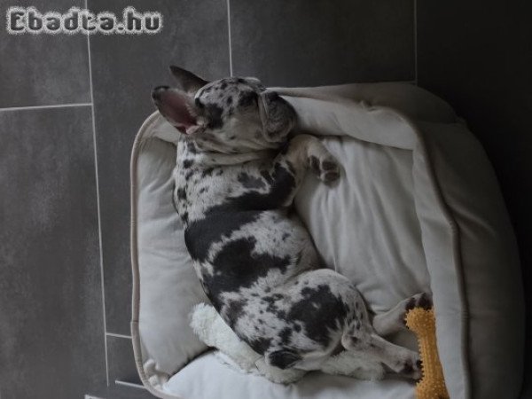 Francia bulldog fiúcska