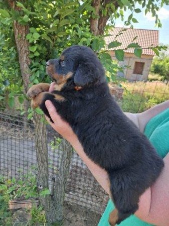 Rottweiler
