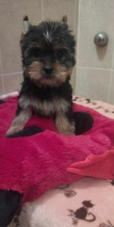 Yorkshire terrier