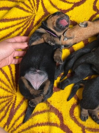 Rottweiler