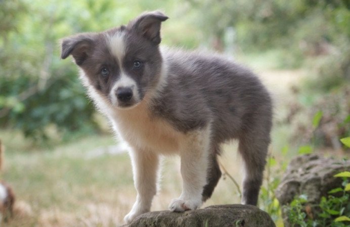 Border Collie