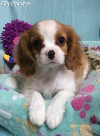 Törzskönyves Cavalier King Charles kiskutyák