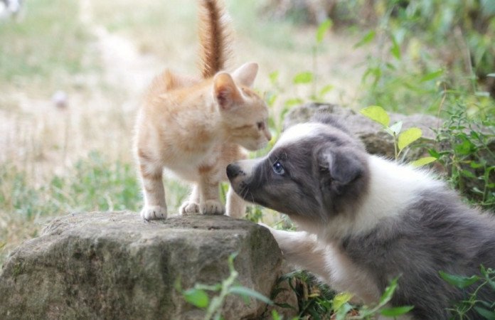 Border Collie