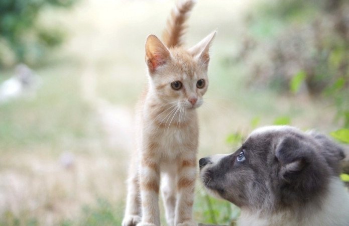 Border Collie