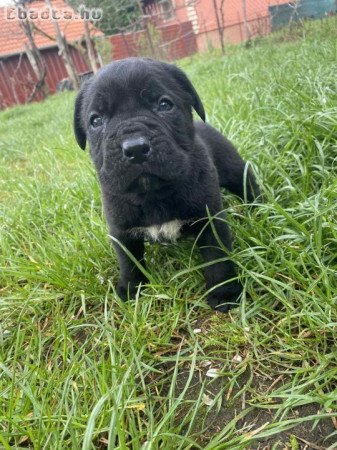 cane corso